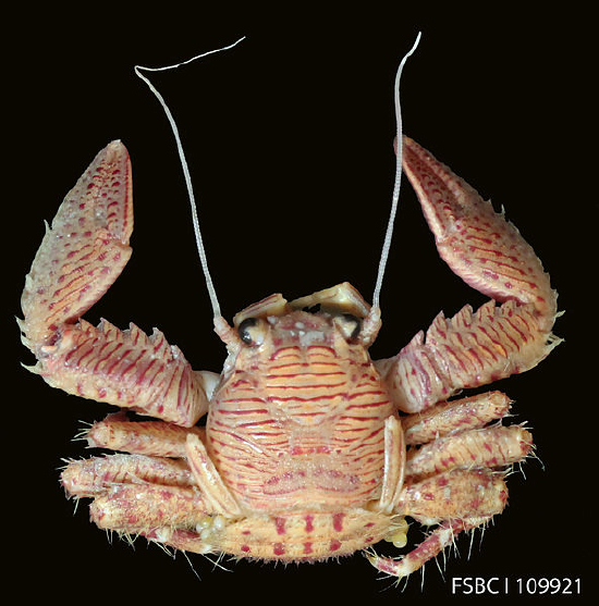  Petrolisthes galathinus (Porcelain Crab)